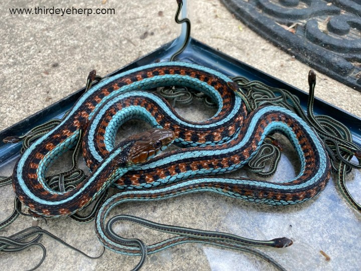 California Red-sided Garter Snakes